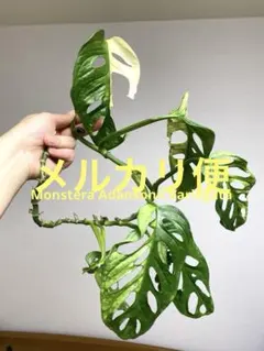 2026年最新】斑入りモンステラ ハーフムーンの人気アイテム - メルカリ