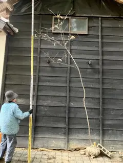 2026年最新】山採り ヤマコウバシの人気アイテム - メルカリ