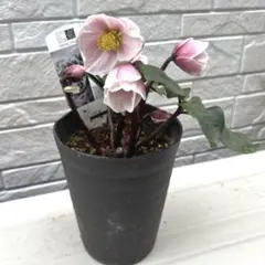 2026年最新】広瀬園芸の人気アイテム - メルカリ