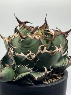 2026年最新】アガベ シーザー lizeの人気アイテム - メルカリ