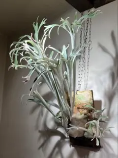 2026年最新】ベイチーワイルドの人気アイテム - メルカリ