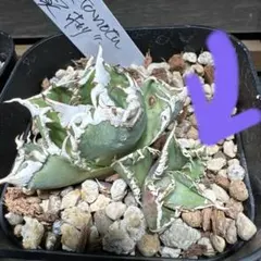 2026年最新】白幽霊の人気アイテム - メルカリ