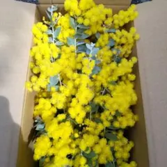 2026年最新】パールアカシアの人気アイテム - メルカリ