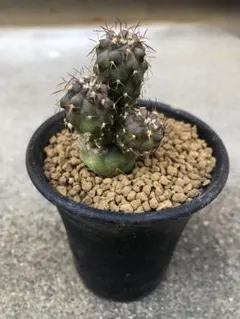 2026年最新】コピアポアの人気アイテム - メルカリ