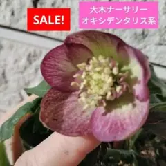 2026年最新】大木ナーサリー クリスマスローズの人気アイテム - メルカリ