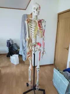 2026年最新】somso 模型の人気アイテム - メルカリ