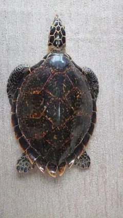 2026年最新】ウミガメ剥製の人気アイテム - メルカリ