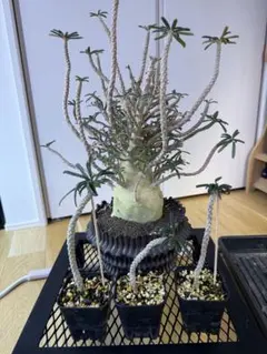 2026年最新】ブラータ ギガスの人気アイテム - メルカリ