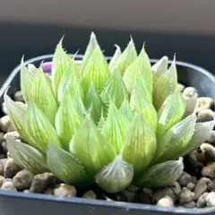 2026年最新】ハオルチア 原種の人気アイテム - メルカリ