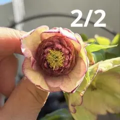 2026年最新】加藤農園 プリマヴェーラの人気アイテム - メルカリ