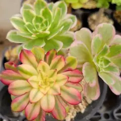 2026年最新】アエオニウム ピンクデイジーの人気アイテム - メルカリ