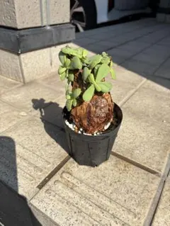 2026年最新】ピグマエア 現地球の人気アイテム - メルカリ