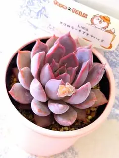 2026年最新】ファームパルクさん苗の人気アイテム - メルカリ