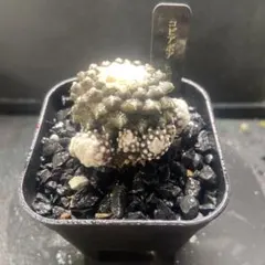 2026年最新】コピアポア 種の人気アイテム - メルカリ