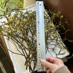 2026年最新】やどりぎ 植物の人気アイテム - メルカリ