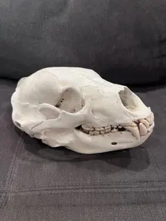 2026年最新】熊 頭蓋骨の人気アイテム - メルカリ