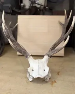 2026年最新】蝦夷鹿 頭蓋骨の人気アイテム - メルカリ