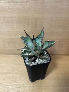 2026年最新】ウリエル実生の人気アイテム - メルカリ