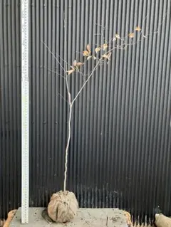 2026年最新】山採り ヤマコウバシの人気アイテム - メルカリ