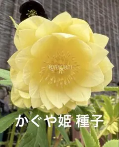 2026年最新】かぐや姫 クリスマスローズの人気アイテム - メルカリ