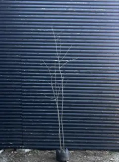 2026年最新】アオダモ 株立ちの人気アイテム - メルカリ