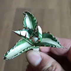 2026年最新】太陽神 アガベの人気アイテム - メルカリ