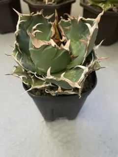 2026年最新】アガベ発根済みの人気アイテム - メルカリ