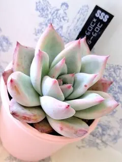 2026年最新】コロラータの人気アイテム - メルカリ