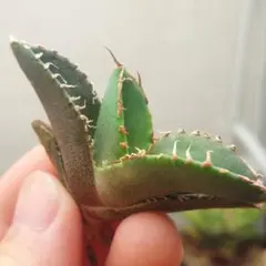 2026年最新】アガベ星空の人気アイテム - メルカリ