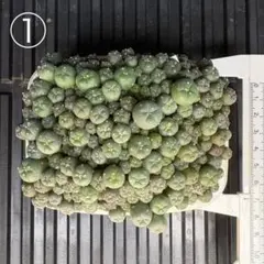 2026年最新】銀冠玉の人気アイテム - メルカリ