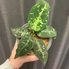 2026年最新】アグラオネマピクタムの人気アイテム - メルカリ