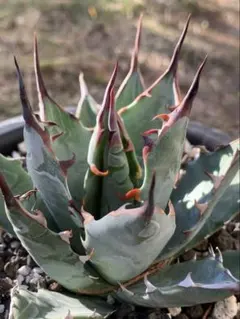 2026年最新】アガベ ハイブリッド ネバデンシス×bbの人気アイテム