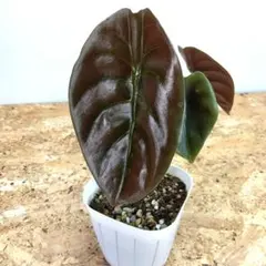 2026年最新】アロカシア クプレアの人気アイテム - メルカリ