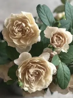 2026年最新】和バラの人気アイテム - メルカリ