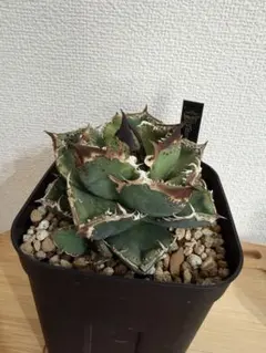 2026年最新】麻花龍 アガベの人気アイテム - メルカリ