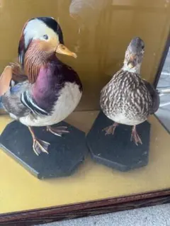 2026年最新】剥製 オシドリの人気アイテム - メルカリ