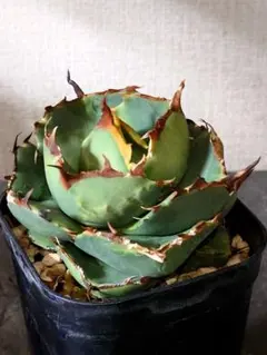 2026年最新】アガベ ジャガーノートの人気アイテム - メルカリ