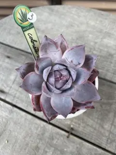 2026年最新】コロラータタパルパの人気アイテム - メルカリ