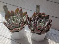 2026年最新】miya苗の人気アイテム - メルカリ