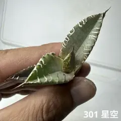 2026年最新】アガベ星空の人気アイテム - メルカリ