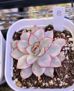 2026年最新】多肉植物 錦の人気アイテム - メルカリ