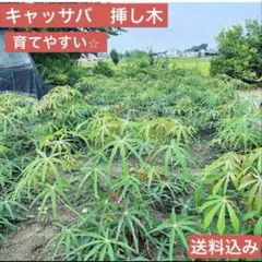 2026年最新】キャッサバ苗の人気アイテム - メルカリ