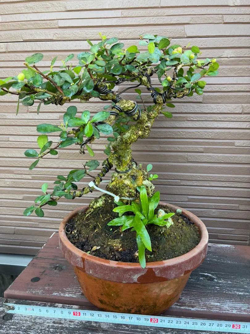 2026年最新】ハリツルマサキの人気アイテム - メルカリ