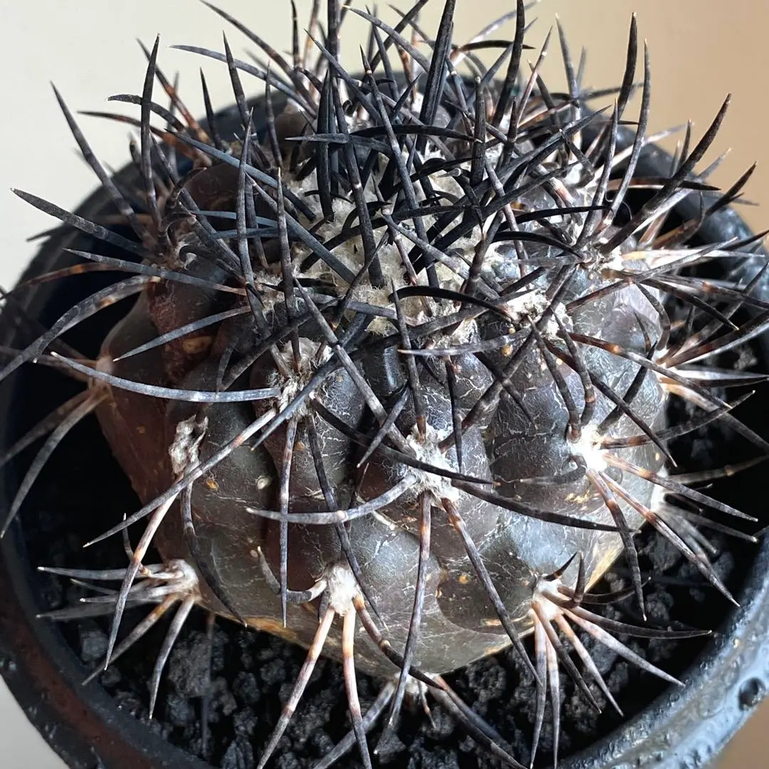 2026年最新】コピアポア 栗星玉の人気アイテム - メルカリ