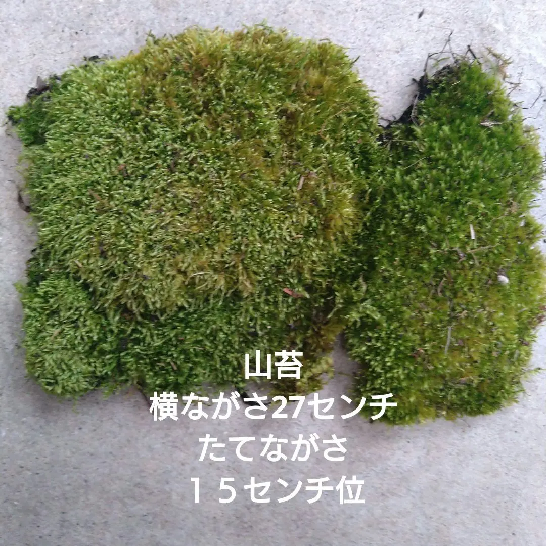 2026年最新】砂苔の人気アイテム - メルカリ