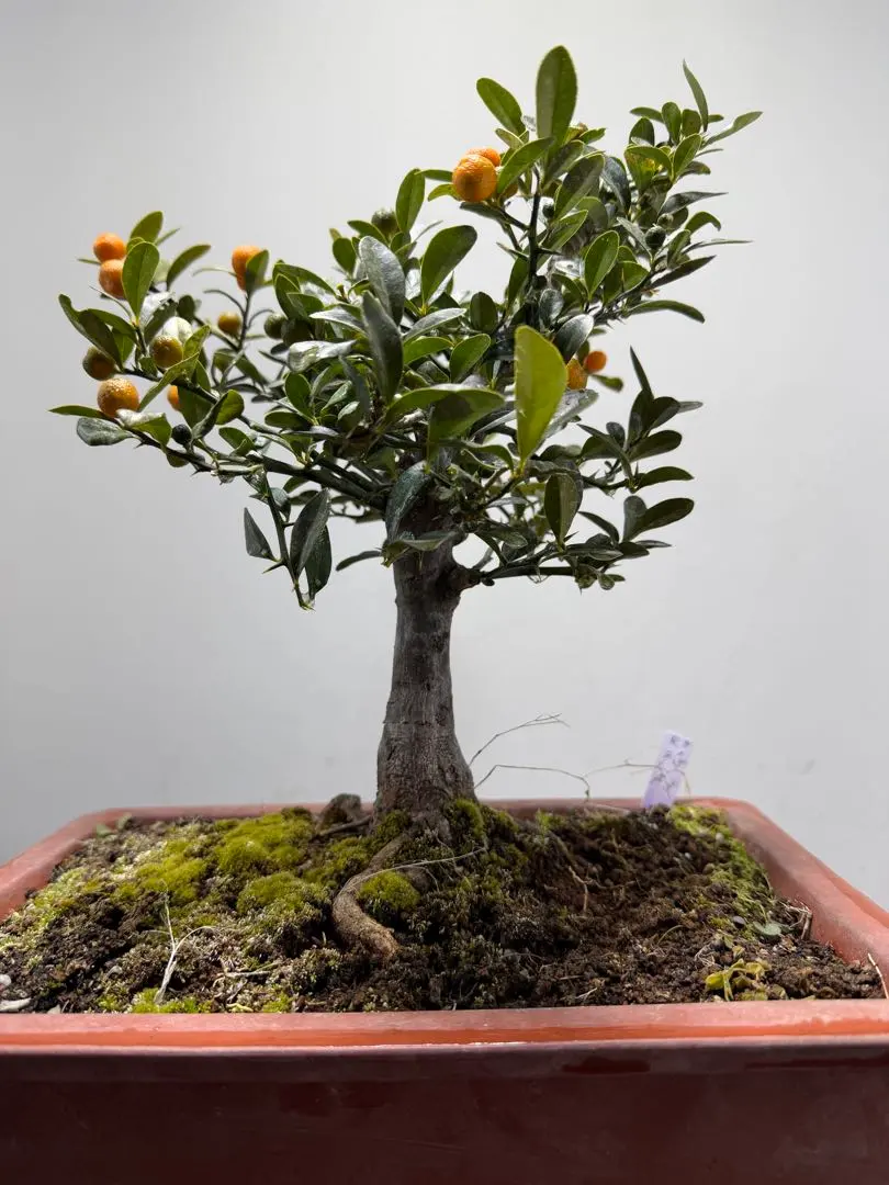2026年最新】キンズ 盆栽の人気アイテム - メルカリ