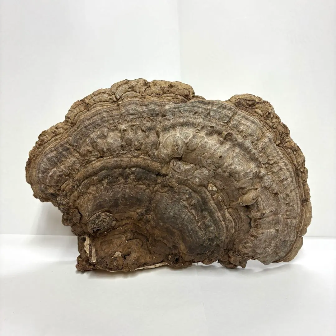 2026年最新】猿のこしかけの人気アイテム - メルカリ