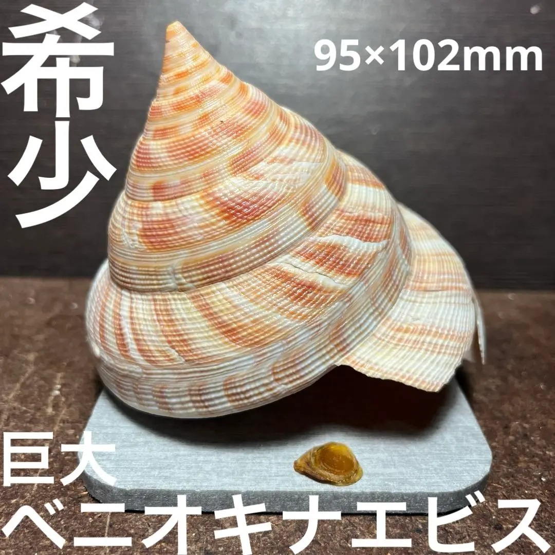 2026年最新】オキナエビスの人気アイテム - メルカリ