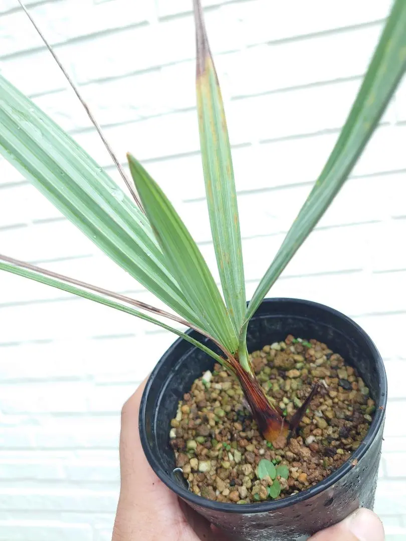 2026年最新】ブラヘア アルマータの人気アイテム - メルカリ