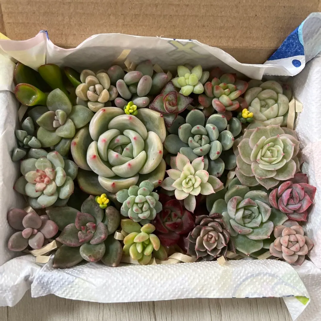 2026年最新】星美人錦の人気アイテム - メルカリ